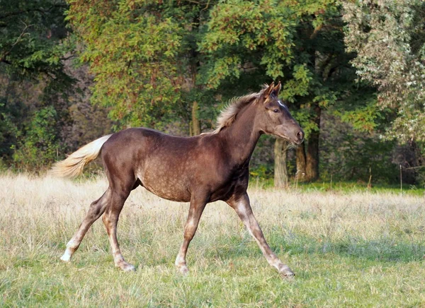木の背景に対するグレード上の子馬のギャロップ — ストック写真