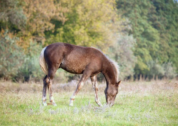 Foal Grazed Glade Background Wood — Stock Photo, Image