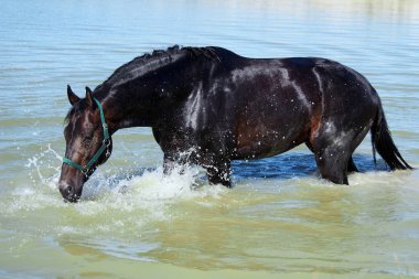 Karanlık koy aygırı gölde su içiyor.