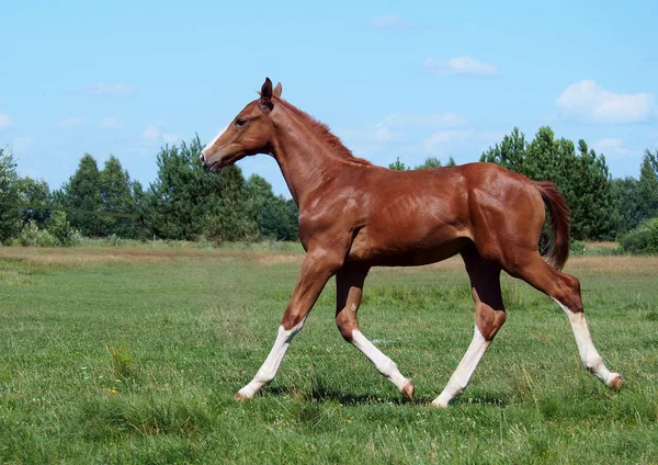 緑の草原で広いトロットを走る栗の子馬 — ストック写真