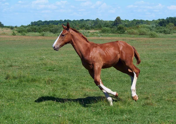 草原の上に白い足のギャロップを持つ栗の子馬 — ストック写真