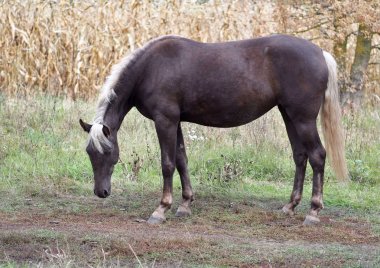 Güzel gümüş-siyah bir alanda duran
