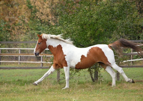 Beautiful Skewbald Mare Vigorously Gallops Autumn Meadow — Stock Photo, Image