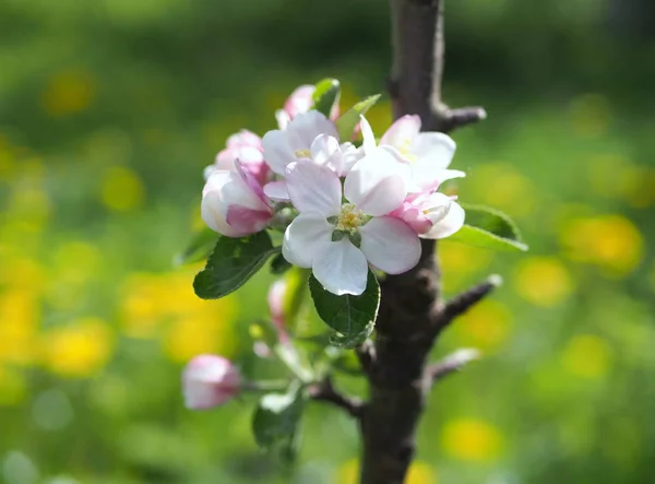 Blossoming Young Columnar Apple Tree Spring Garden — Stock Photo, Image