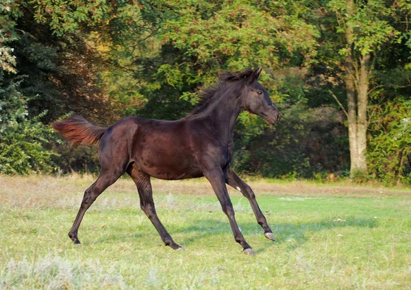 Elegant Black Colt Ukrainian Warmblood Breed Shows Fine Paces Appearance — Stock Photo, Image