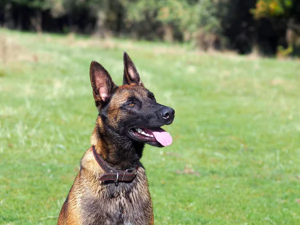 Çim Arka Plan Üzerinde Standart Bir Belçika Çoban Köpeği Başkanı — Stok fotoğraf