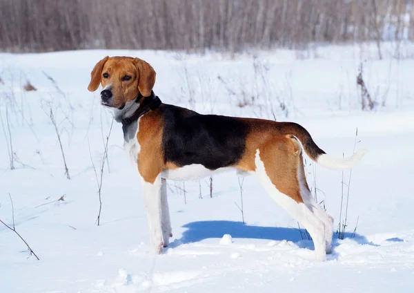 Экстерьер Эстонской Собаки Снежном Фоне — стоковое фото