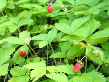 Çilek ile bitki yabani çilek