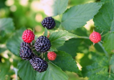 Olgunluk sırasında 