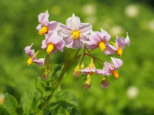 Рожеві Квіти Рослинної Картоплі Природному Тлі — стокове фото