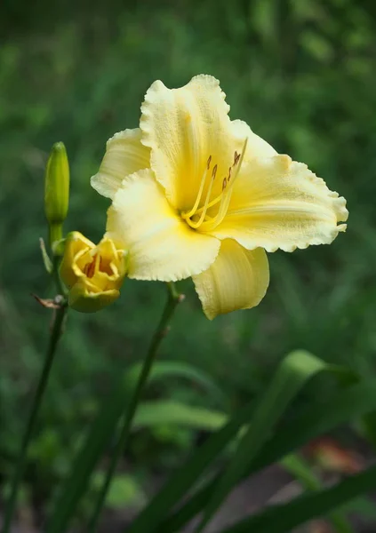 Schöne Blüte Einer Taglilie Auf Natürlichem Hintergrund — Stockfoto