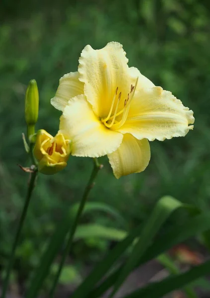 Floraison Fine Lis Jour Sur Fond Naturel — Photo