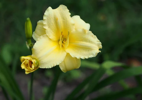 Добра Квітуча Денна Лілія Природному Тлі — стокове фото