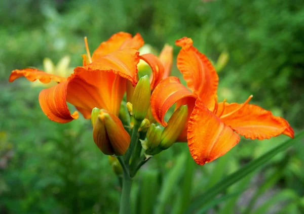 Добра Квітуча Денна Лілія Природному Тлі — стокове фото