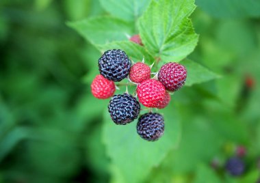 Olgunluk sırasında 
