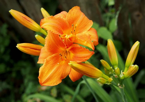 Beautiful flowers of a orange day lily on a natural background