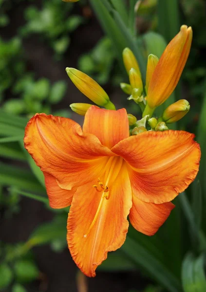 Красиві Квіти Апельсинової Лілії Природному Фоні — стокове фото