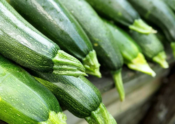 Harvest of early dark green vegetable marrows Zucchini