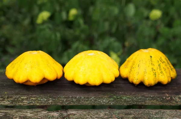 Yellow bush pumpkins on a natural background