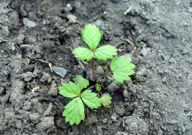 Tohumlardan yetişen ve toprağa ekilen genç yabani çilek