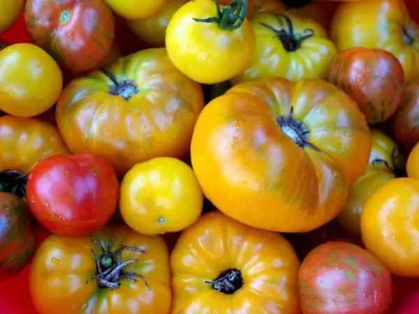 Viele Reife Tomaten Verschiedenen Farben Als Hintergrund — Stockfoto