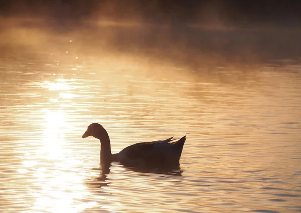 Silhouette Einer Gans Die Nebel Licht Der Aufgehenden Sonne Entlang — Stockfoto