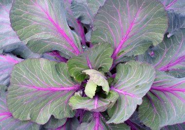 Büyüme mor Brüksel lahanası, üst görünümü