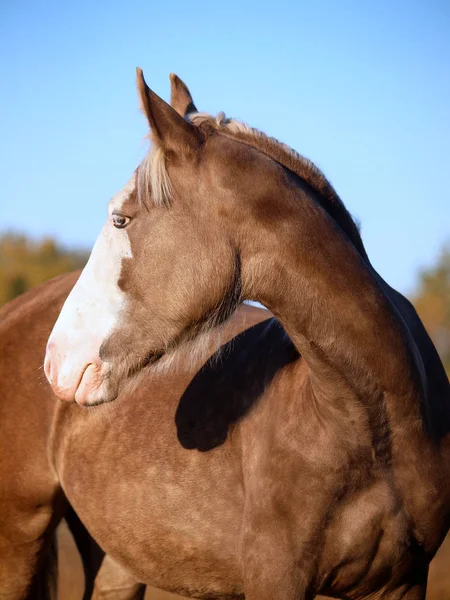 Portrait Jeune Cheval Noir Argenté Sur Fond Automne — Photo