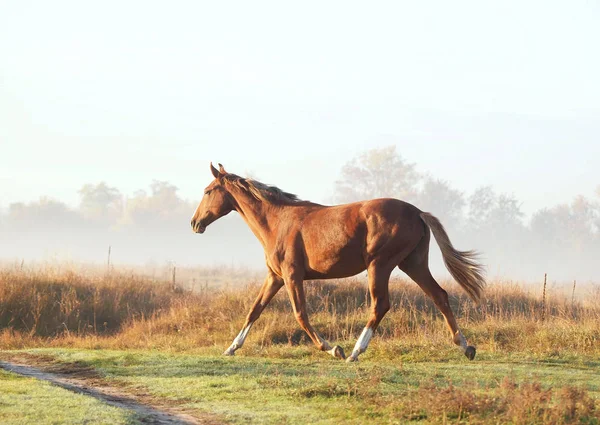 秋の朝 霧に包まれた草原を走る栗色の雌馬 — ストック写真