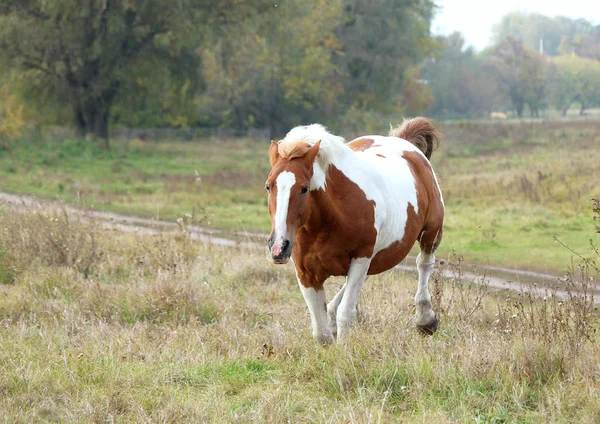 美丽的平托母马在秋天的草地上疾驰 — 图库照片