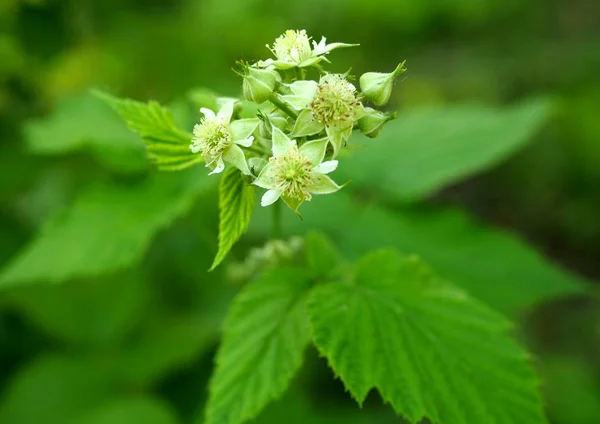 Raspberry Bush Garden Flowering — Stock Photo, Image