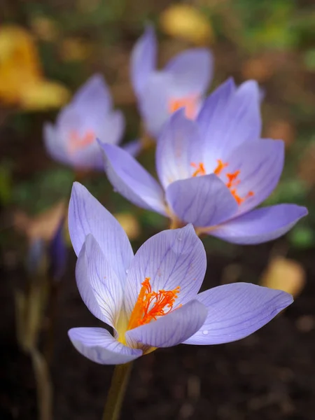 Vacker Blomning Höst Krokusar Naturlig Bakgrund — Stockfoto