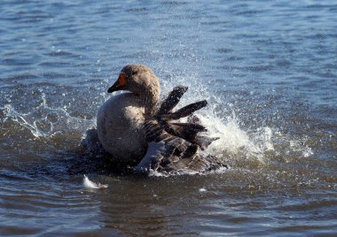 Grey goose bathes in river on warm autumn day