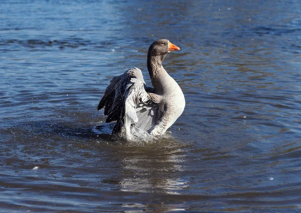 Grey Goose Bathes River Warm Autumn Day — Stockfoto