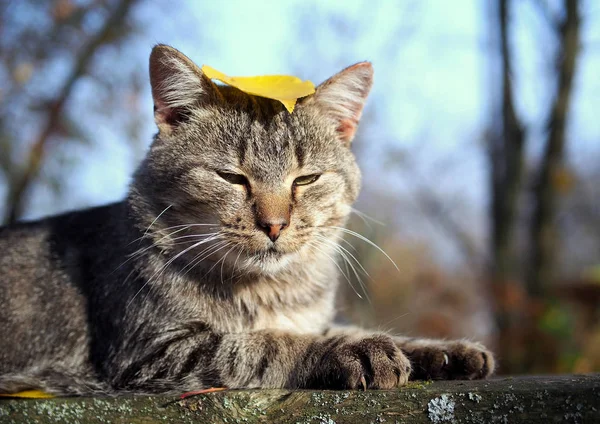 秋天天空背景下灰肥猫的画像 — 图库照片