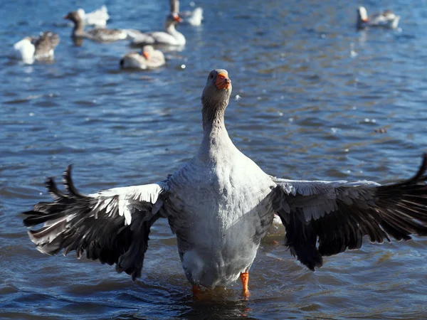 Oie Grise Tire Larges Ailes Déployées — Photo