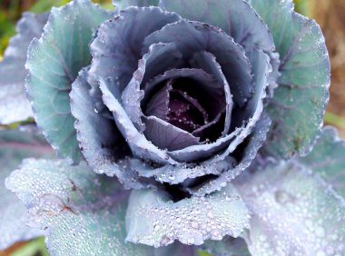 Çiğ taneli kırmızı lahana.