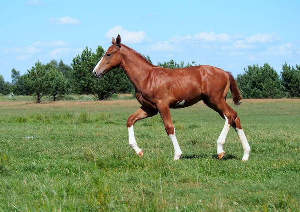 Elegant Chestnut Colt White Legs Runs Meadow — Stock Photo, Image