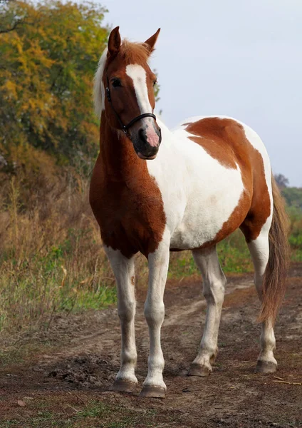 Porträt Der Pinto Stute Vor Herbstlichem Hintergrund — Stockfoto