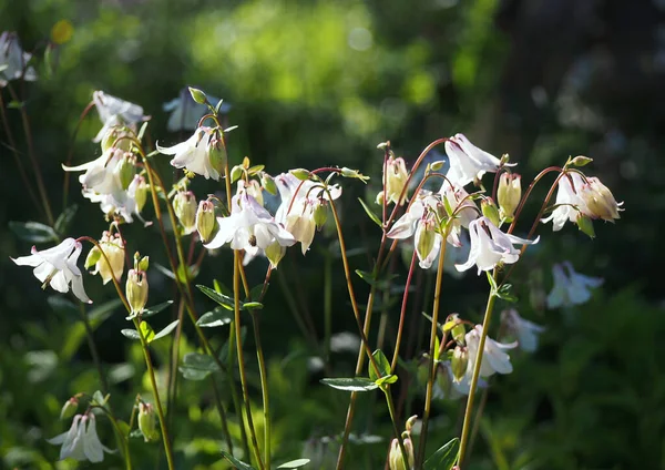 Квіти Аквілегії Колумбін Саду — стокове фото