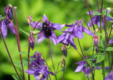 Violet marangoz arısı, bahçedeki çiçek açan Aquilegia 'da Xylocopa ihlali.