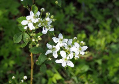  Bol miktarda böğürtlen ve ahududu tomurcuklanması 