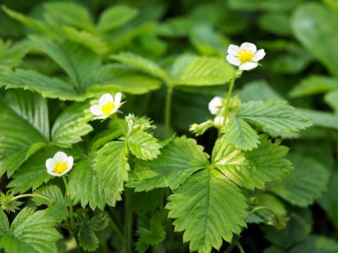 Çiçek açarken orman yabani çilekleri