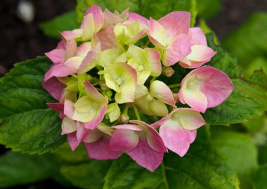 Genç bir ortanca filizinin ilk filizlenmesi.