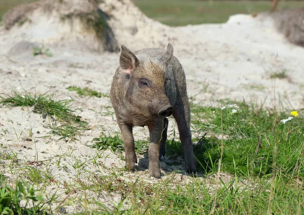 Cerdito Joven Con Color Salvaje Rayado Prado —  Fotos de Stock