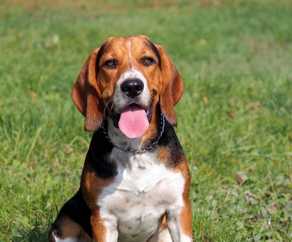 Portret Van Een Beagle Een Natuurlijke Groene Achtergrond — Stockfoto