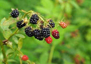 Doğal arka planda olgunlaşan bir avuç dikenli böğürtlen