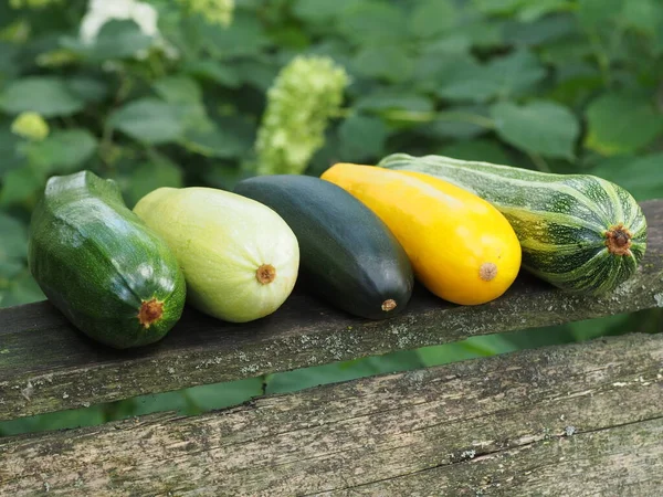 Zucchine Diverse Varietà Colori Foto Stock
