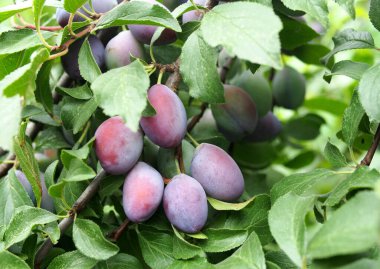 Yaprakların arkasındaki dallarda olgunlaşmış erikler.