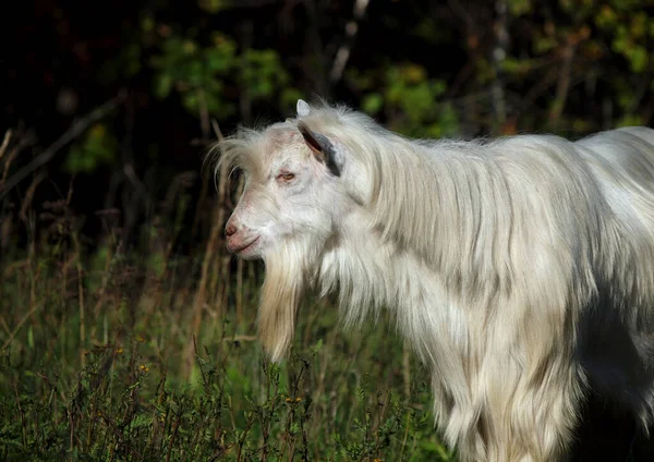 Retrato Uma Cabra Pêlo Comprido Sobre Fundo Natural — Fotografia de Stock
